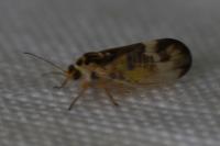 Psyllopsis fraxini