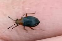 Capsus ater