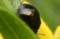 Coptosoma scutellatum
