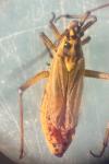 Leptopterna dolabrata