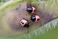 Piezodorus lituratus
