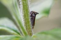Centrotus cornutus