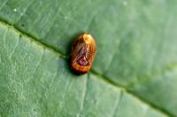 Penthimia nigra