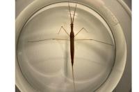 Ranatra linearis