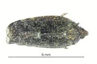 Cixidia pilatoi