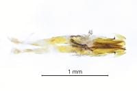 Cixidia pilatoi