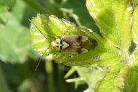 Lygus pratensis