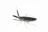 Heterotoma planicornis