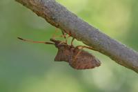 Coreus marginatus