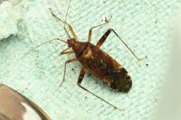 Phytocoris