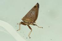 Fieberiella florii