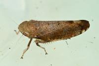 Fieberiella florii
