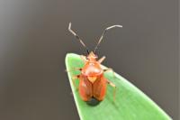 Deraeocoris ruber