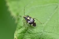 Liocoris tripustulatus