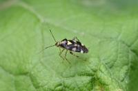 Liocoris tripustulatus