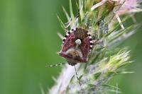Dolycoris baccarum