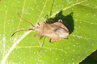 Coreus marginatus