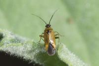 Plagiognathus arbustorum