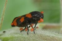 Cercopis vulnerata