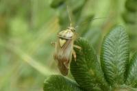 Lygus pratensis