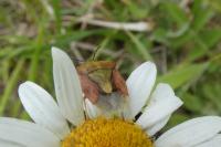 Carpocoris purpureipennis