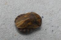 Eurygaster