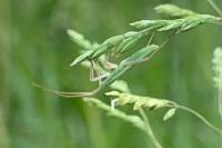 Megaloceroea recticornis