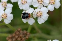 Geocoris erythrocephalus