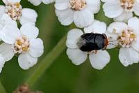 Geocoris erythrocephalus