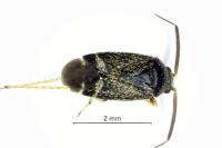 Criocoris crassicornis