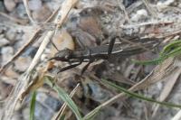 Micrelytra fossularum