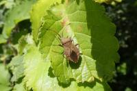 Coreus marginatus
