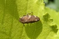Aphrophora alni