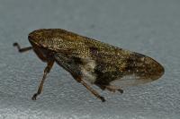 Aphrophora alni