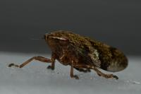 Aphrophora alni