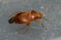 Agnocoris