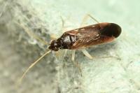 Phylus coryli