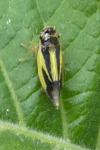 Evacanthus interruptus