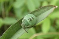 Palomena prasina