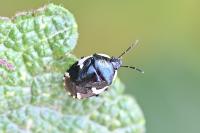 Tritomegas sexmaculatus