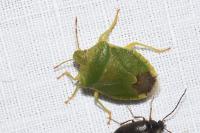 Palomena prasina