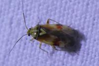 Lygus pratensis