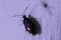 Deraeocoris ruber