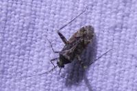 Phytocoris