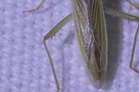Stenodema calcarata