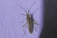 Stenodema calcarata