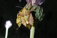 Carpocoris mediterraneus
