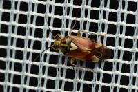 Lygus pratensis