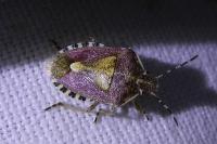 Dolycoris baccarum