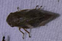 Aphrophora alni